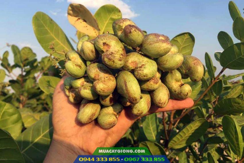 Giống điều trái chùm (AB29, PN1, AB0508) Cây giống điều AB29 cao sản 1