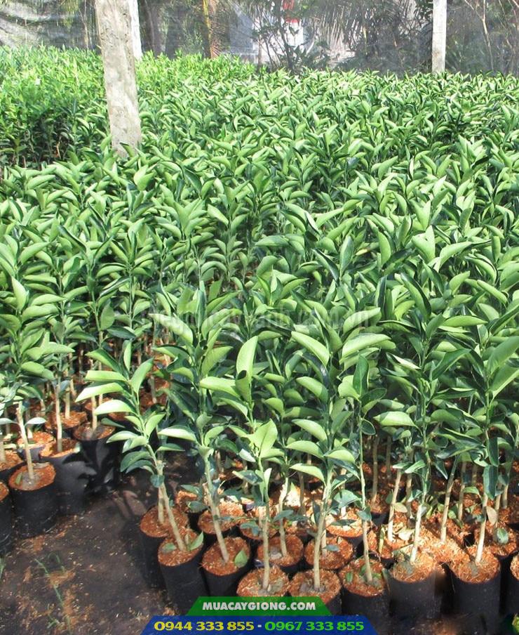 Cây giống cam sành chất lượng Cây giống cam sành 1