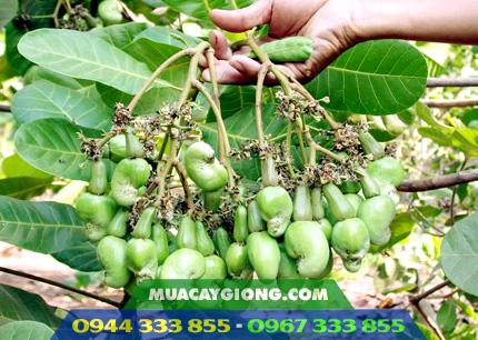 cay_giong_dieu_cao_san_pn1_hinh_1 Giống điều chùm PN1 - Năng suất cao 3 - 3,5 tấn/ha