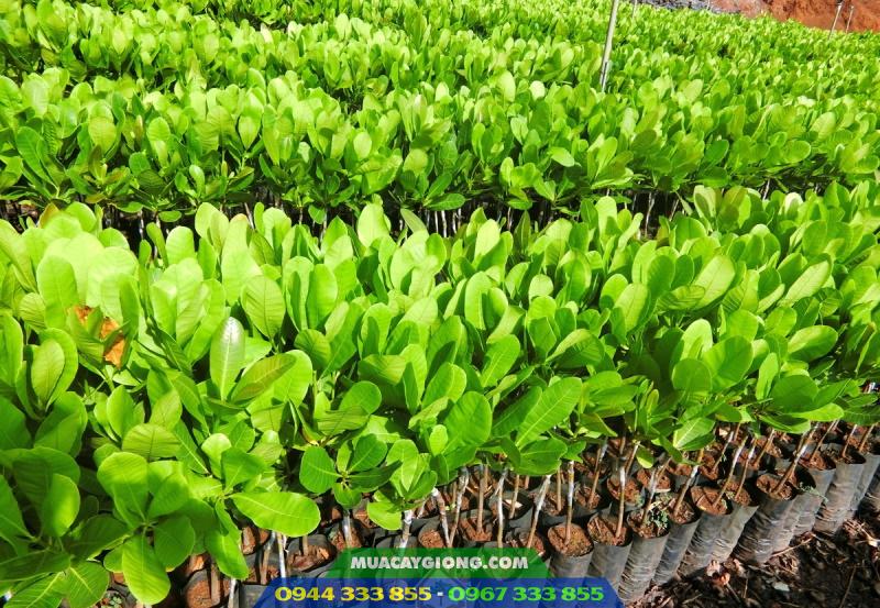 cay_giong_dieu_ghep Cây giống điều ghép cao sản