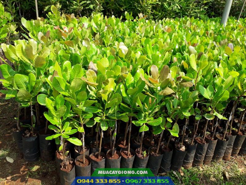 cay_giong_dieu_ghep_pn1_ab29_ab0508_h09 Cây giống điều ghép: PN1, AB29, AB0508, H09