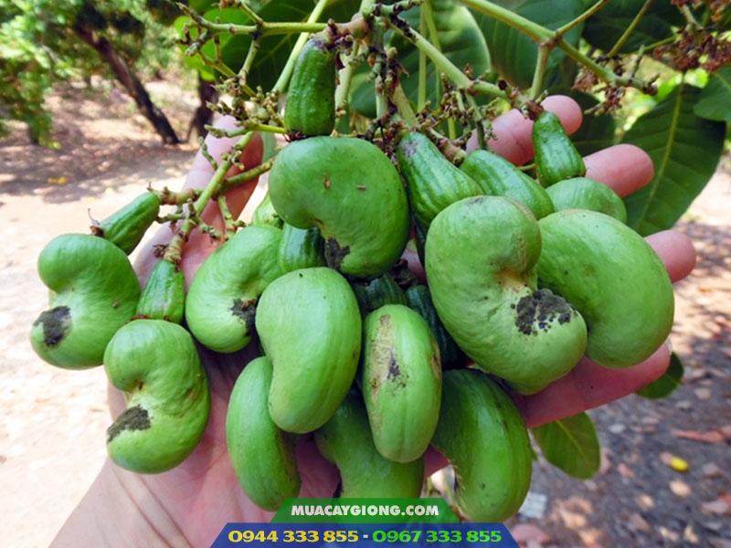 Giống điều PN1 trái chùm siêu năng suất Cây giống điều ghép PN1 1