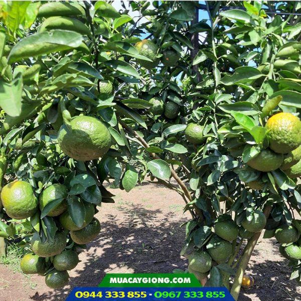 Cây giống cam sành 3