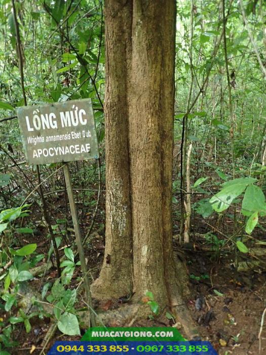 Wrightia_annamensis_cay_long_muc_thung_muc Hình ảnh cây lồng mức (thừng mực)