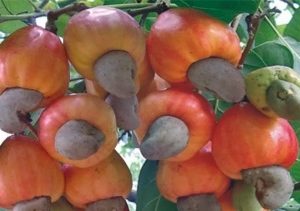 Giống điều AB0508 - Điều ghép cao sản