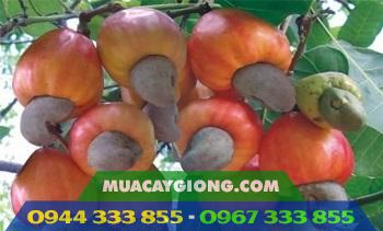 ab0508_giong_dieu_cao_san Giống điều AB0508 - Điều ghép cao sản