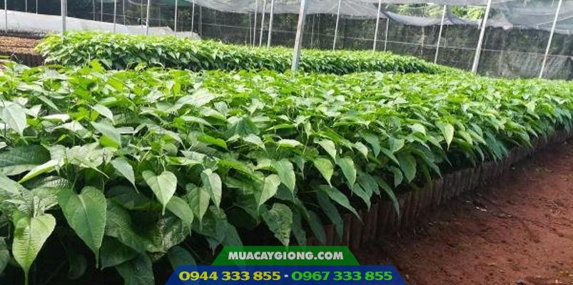 cay_giong_sachi_tai_vuon_uom_tien_dat_0944333855 Cây giống sachi - Vườn Ươm Tiến Đạt Ban Mê - 0944.333.855