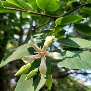 Cây lồng mức (Wrightia annamensis) còn gọi là cây thừng mực