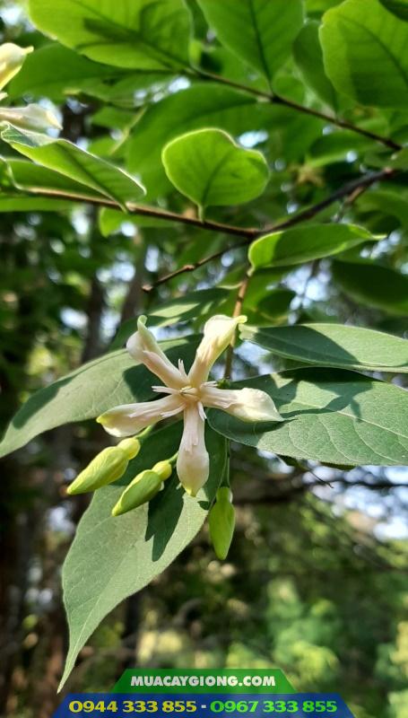 cay_long_muc_thung_muc_Wrightia_annamensis Cây lồng mức (Wrightia annamensis) còn gọi là cây thừng mực