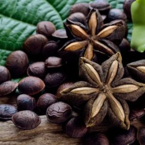 Cây sachi (Sacha Inchi) - Giống cây trồng mới tiềm năng