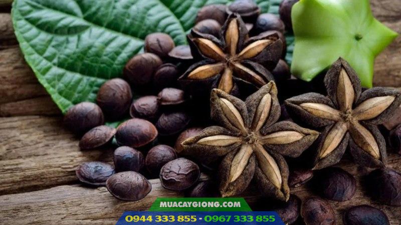 cay_sachi_sacha_inchi_giong_cay_trong_moi_tiem_nang Cây sachi (Sacha Inchi) - Giống cây trồng mới tiềm năng