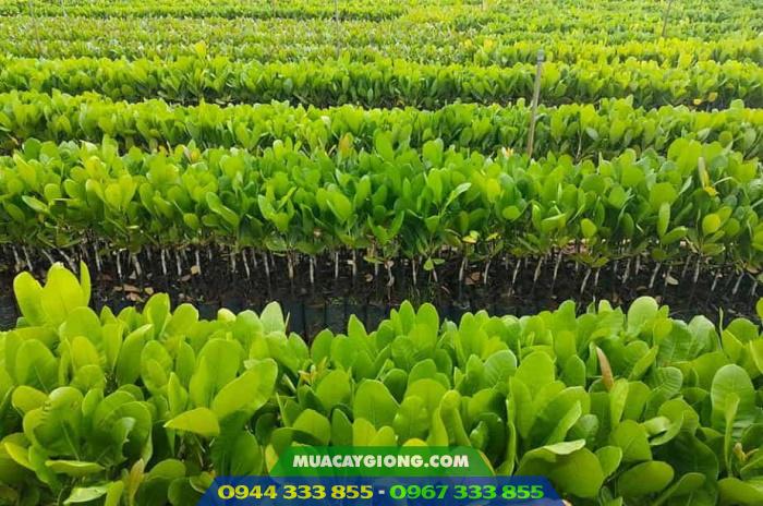 cung_cap_cay_giong_dieu_ghep_pn1_ab29_ab0508_h09 Cung cấp cây giống điều ghép: PN1, AB29, AB0508, H09