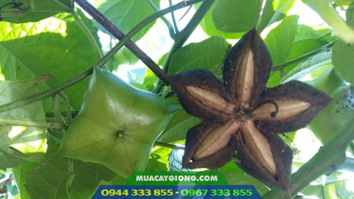 hinh_anh_cay_sachi_giong_cay_trong_moi Hình ảnh cây sachi - Giống cây trồng mới