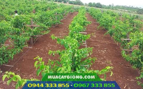 trong_giong_cay_sachi_lam_kinh_te Trồng giống cây sachi làm kinh tế