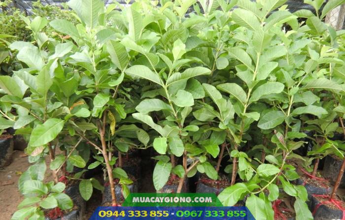 cay_giong_oi_le_dai_loan Cung cấp cây giống ổi lê Đài Loan