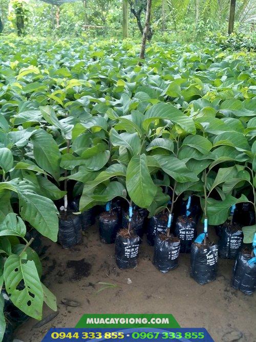 cung_cap_cay_giong_na_thai_na_dai_loan Cung cấp giống cây na thái, na đài loan, na vàng nam mỹ....