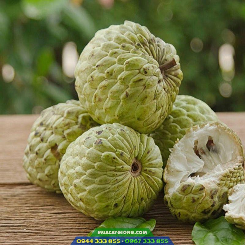 dac_diem_giong_na_thai_na_hoang_hau Đặc điểm của giống na Thái (giống na hoàng hậu)