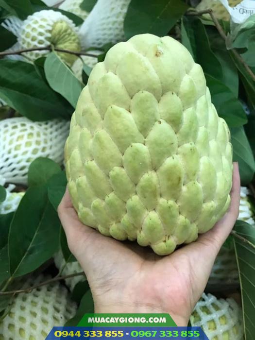 giong_na_thai_na_hoang_hau Giống na thái (mãng cầu na thái)