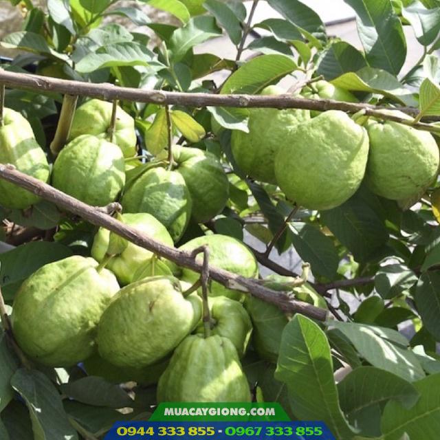 giong_oi_le_dai_loan Giống cây ổi lê Đài Loan