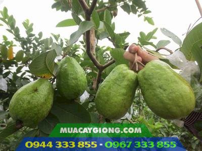 giong_oi_le_dai_loan_de_trong_nhanh_thu_hoach Giống ổi lê Đài Loan: Dễ trồng nhanh thu hoạch