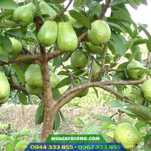 hinh_anh_cay_oi_le_dai_loan Mua giống ổi lê Đài Loan ở đâu đảm bảo