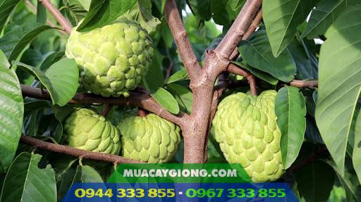 ky_thuat_trong_va_cham_soc_cay_na Trồng giống na Thái (na hoàng hậu) nhanh thu hoạch, giá trị kinh tế cao