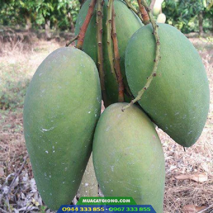Cây giống xoài Đài Loan xanh Cây giống xoài Đài Loan xanh