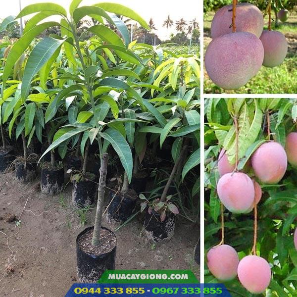 Cung_cap_cay_giong_xoai_uc Cung cấp cây giống xoài úc