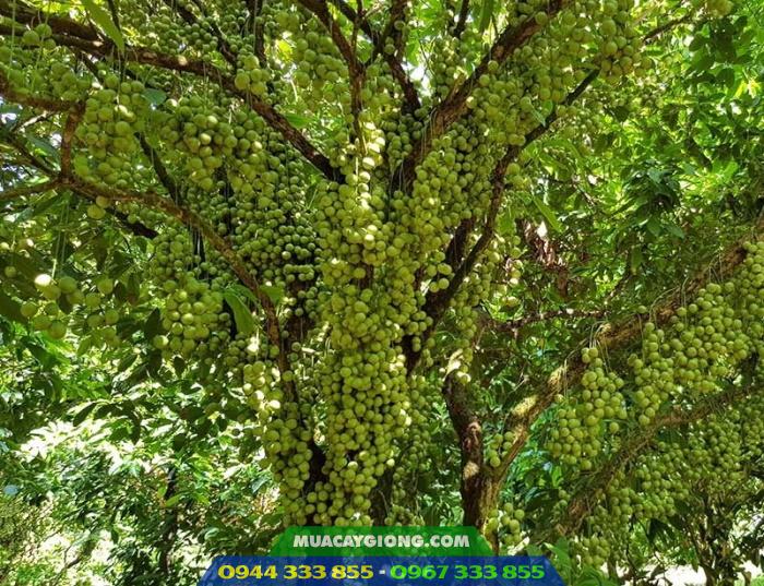 cay_dau_da_xanh_cay_dau_xanh Nơi bán giống cây dâu da xanh