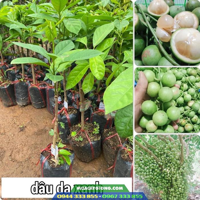 cay_giong_dau_da_xanh_cay_giong_dau_xanh Giống cây dâu da xanh (dâu xanh)