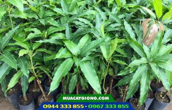 Cây giống xoài ghép: Xoài thái, xoài úc, xoài đài loan, xoài ngọc vân