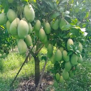 Cây xoài Đài Loan da xanh