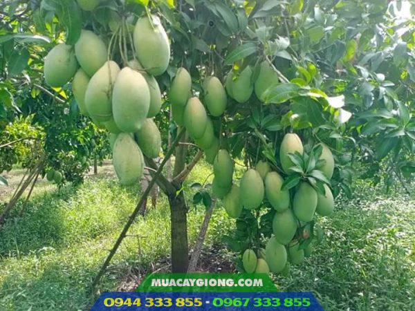 cay_xoai_dai_loan_da_xanh Cây xoài Đài Loan da xanh