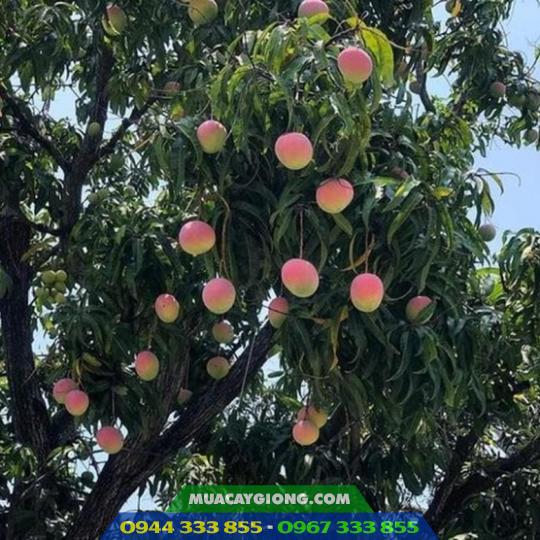 cay_xoai_uc_vo_hong Đặc điểm giống xoài úc