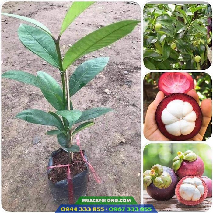 cung_cap_cay_giong_mang_cut Địa chỉ cung cấp giống cây măng cụt ghép, măng cụt ươm hạt