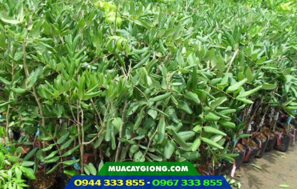 Cung cấp cây giống nhãn thái, nhãn hương chi, nhãn tím, nhãn xuồng