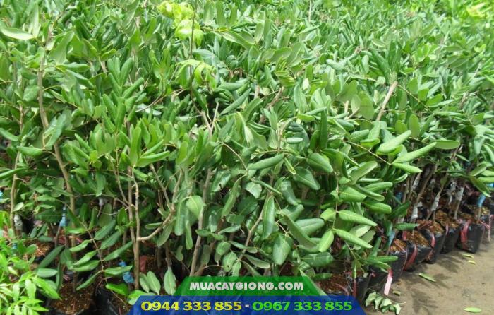 cung_cap_cay_giong_nhan_ido_huong_chi_nhan_tim_nhan_xuong Cung cấp cây giống nhãn thái, nhãn hương chi, nhãn tím, nhãn xuồng