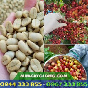 Cung cấp hạt giống cà phê TR4, TR9, xanh lùn, cà dây...