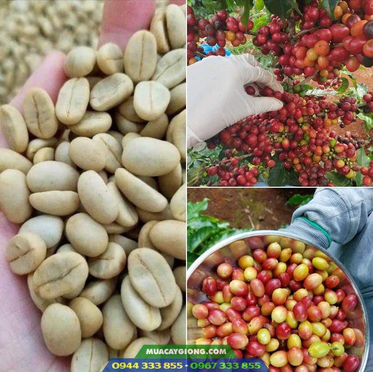 cung_cap_hat_giong_ca_phe Cung cấp hạt giống cà phê TR4, TR9, xanh lùn, cà dây...