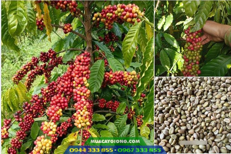 cung_cap_hat_giong_ca_phe_chat_luong Cung cấp hạt giống cà phê