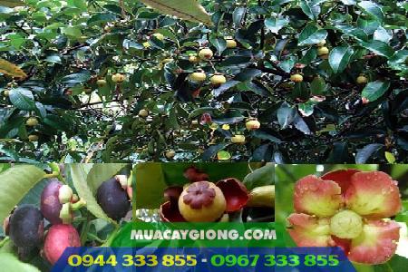 dac_diem_cay_mang_cut Cung cấp giống cây măng cụt (ghép và ươm hạt)