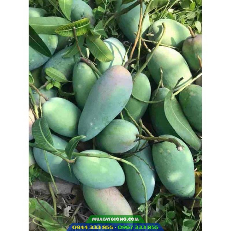 Kỹ thuật trồng giống xoài Thái hạt lép Cây giống xoài Thái hạt lép 2