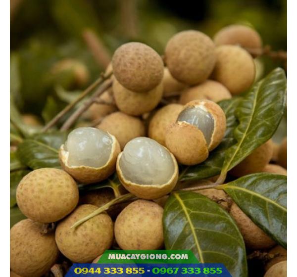 giong_nhan_thai_nhan_ido Giống nhãn thái (nhãn ido)