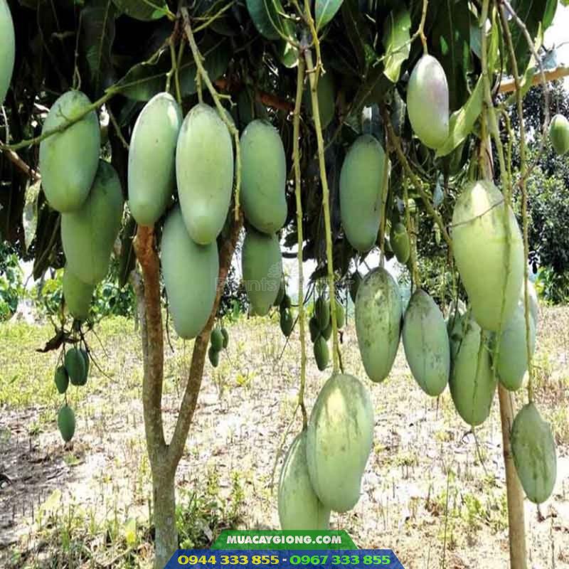 giong_xoai_dai_loan_xanh_gia_tri_kinh_te_cao Giống cây xoài Đài Loan xanh 1