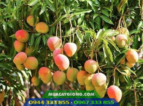 giong_xoai_uc_xoai_hong Giống xoài úc (xoài vỏ hồng)