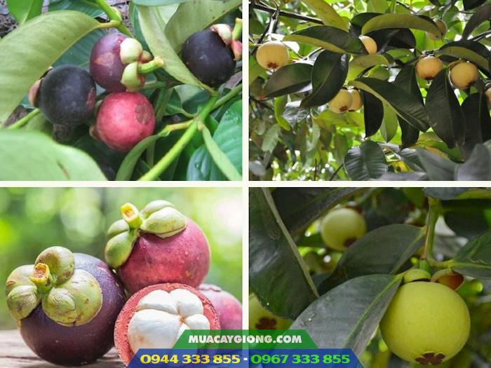hinh_anh_giong_cay_mang_cut Giống cây măng cụt (còn gọi là quả tỏi ngọt)