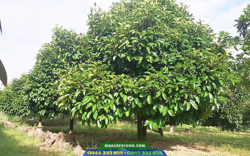 ky_thuat_trong_mang_cut Kỹ thuật trồng măng cụt