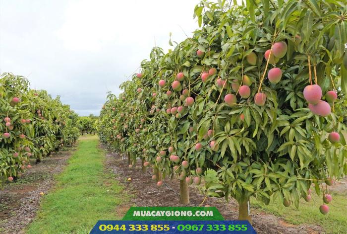 ky_thuat_trong_xoai_uc Kỹ thuật trồng xoài úc