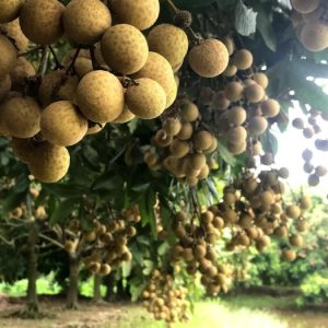 Kỹ thuật trồng nhãn thái ido