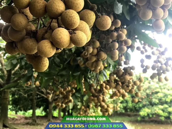 nhan_thai_ido_giong_nhan_gia_tri_kinh_te_cao Kỹ thuật trồng nhãn thái ido